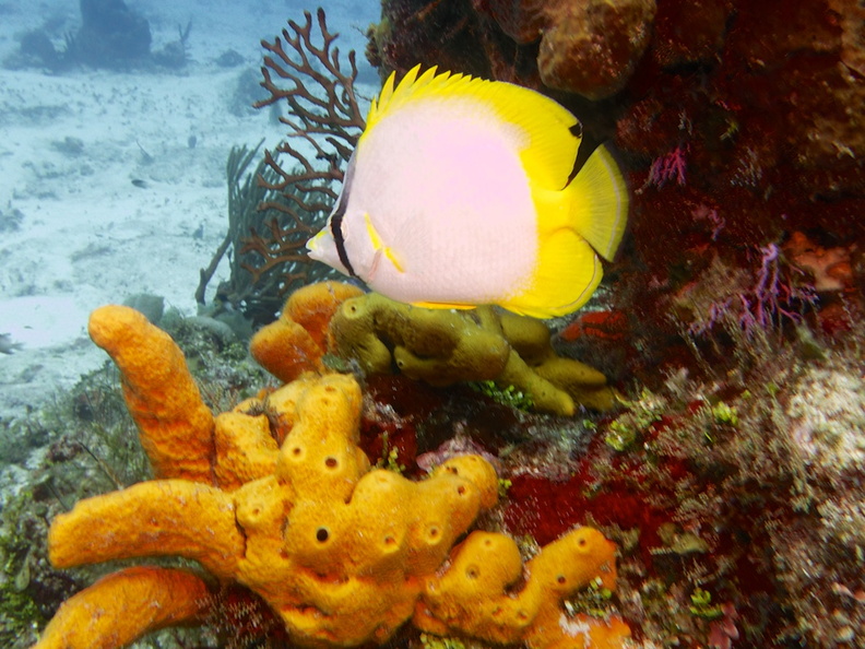 Reef Butterflyfish IMG_4550.jpg